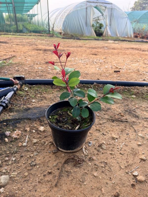 Ευγενία Έτνα