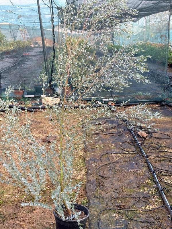 Ευκάλυπτος gunnii