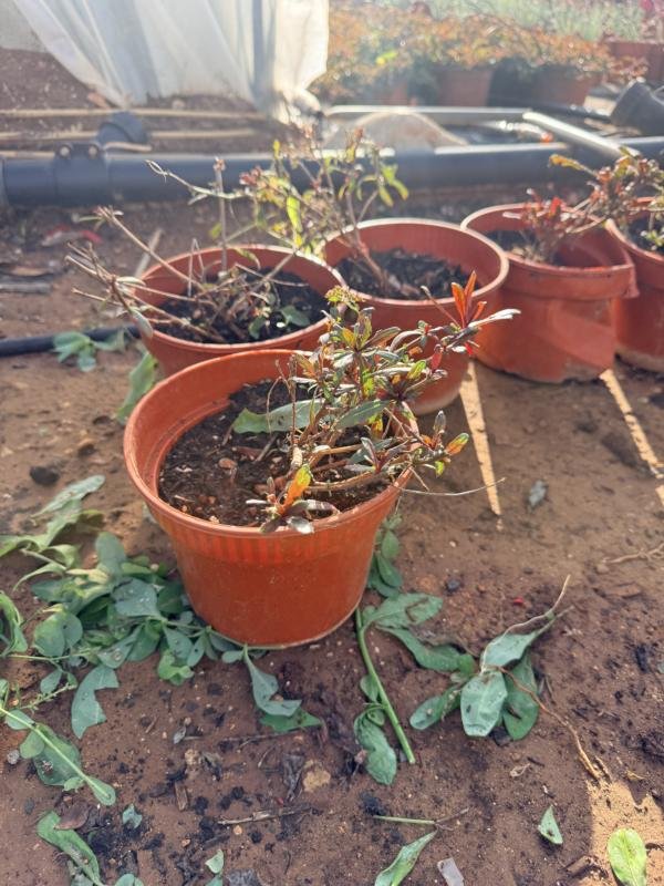 Γκάουρα κόκκινη