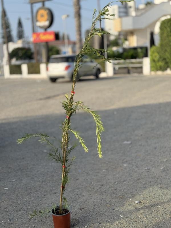 Καλλιστήμονας
