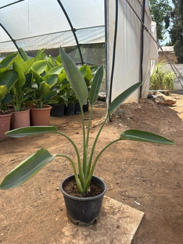 Στρελίτσια Reginae