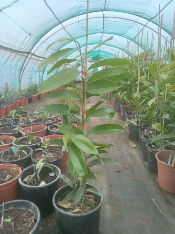 ΦΙΚΟΣ ΑΜΣΤΕΛ