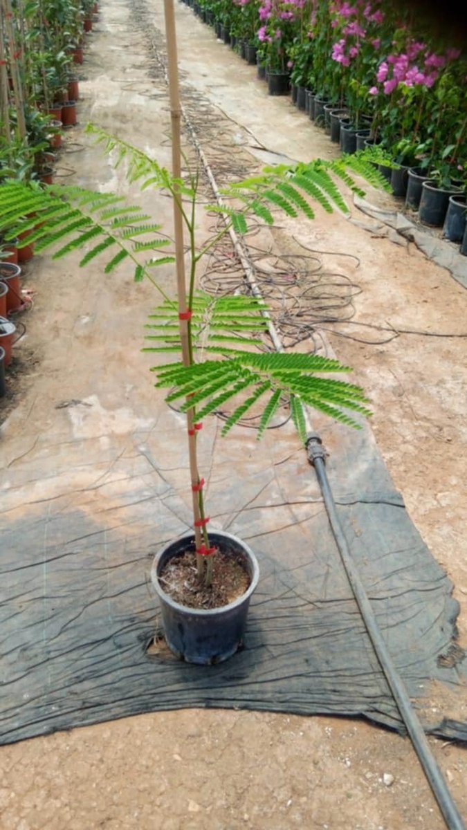 Φλαμπουαγια