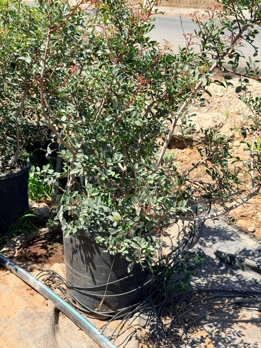 Shrubs