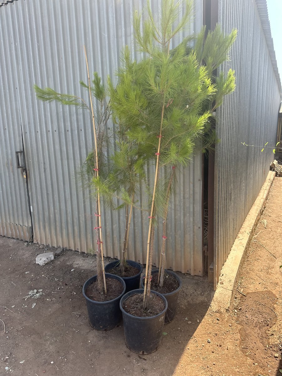 Πευκος Άγριος