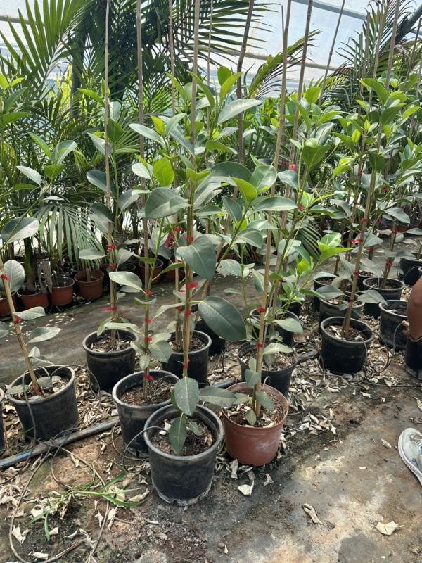 ΦΙΚΟΣ ΑΟΥΣΤΡΑΛΙΣ