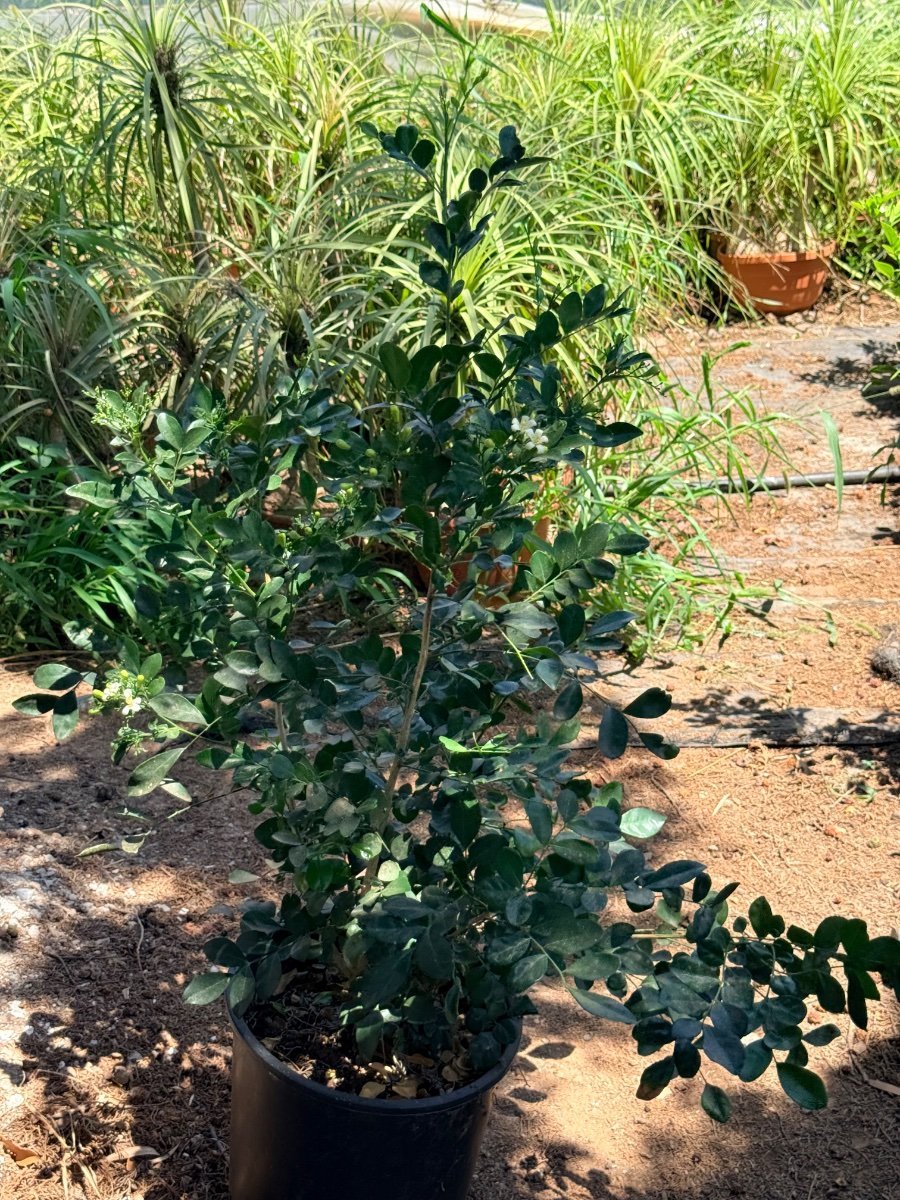 Orange Jasmine