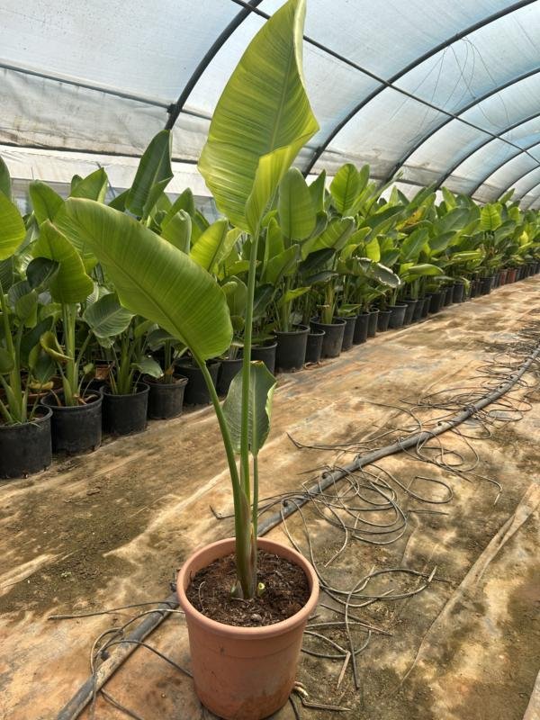 Giant White Bird of Paradise