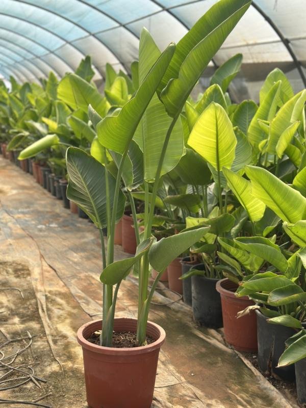 Στρελίτσια Nicolai 2pcs