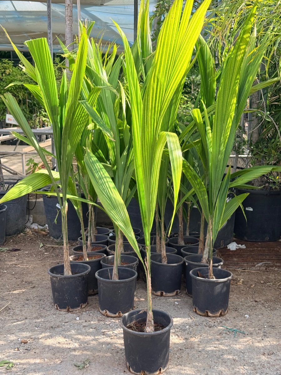 Αρεκάστρουμ - Syagrus romanzoffiana, the queen palm