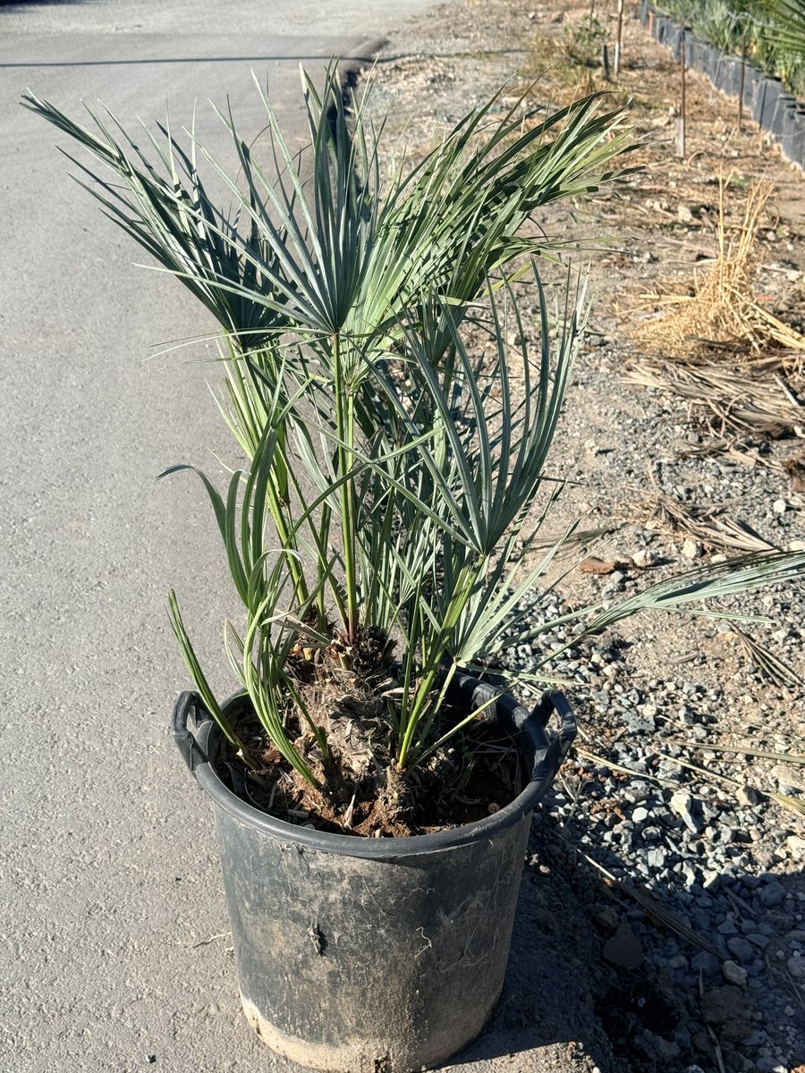 Blue Mediterranean Fan Palm - Chamaerops humilis var. cerifera