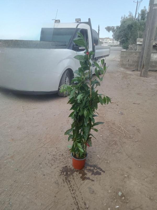 Πακιστανός