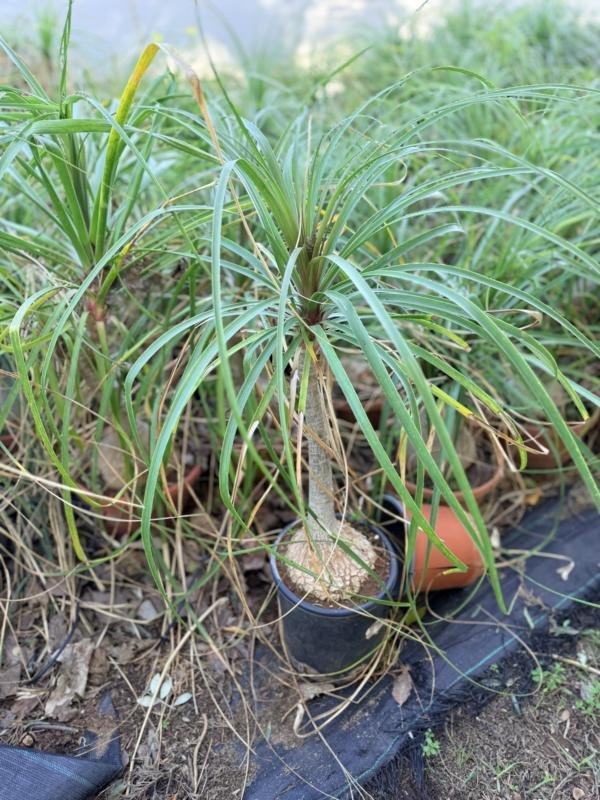 Νολίνα ή Ponytail palm