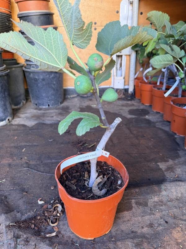 Συκια Βάρδικα