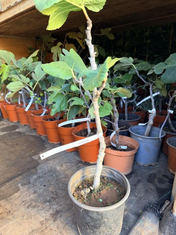 Συκια Σμυρνέικα