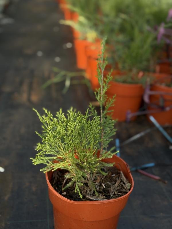 Χαμαικυπάρισσος πρασινος