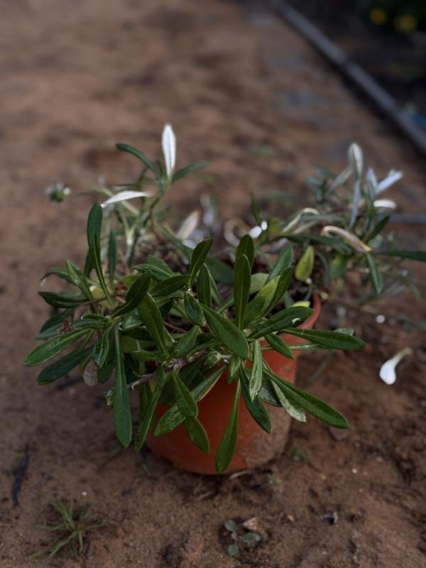 Μαργαρίτα Πράσινη
