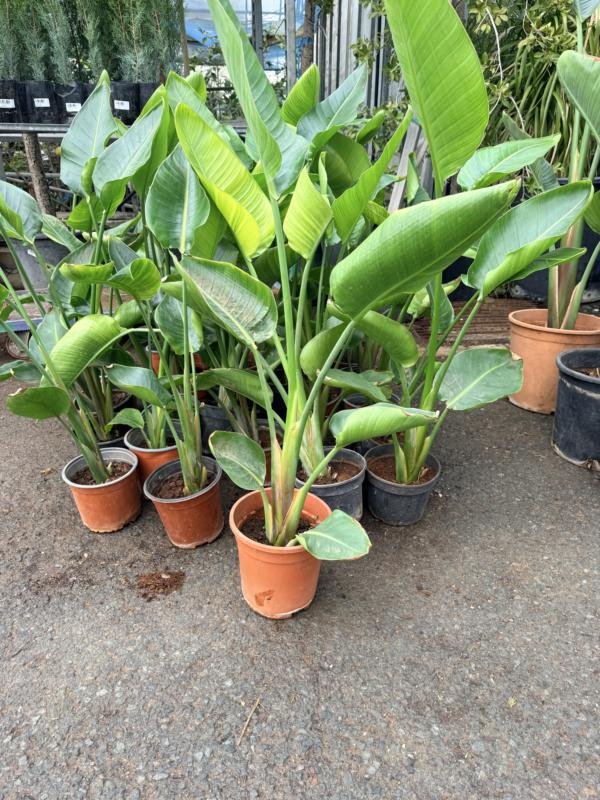 Στρελίτσια Nicolai