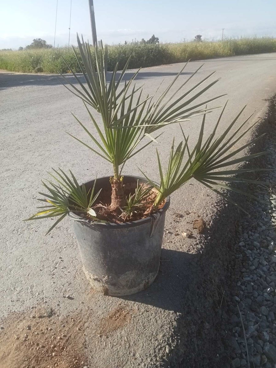 Blue Mediterranean Fan Palm