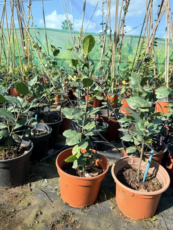 Δάφνη