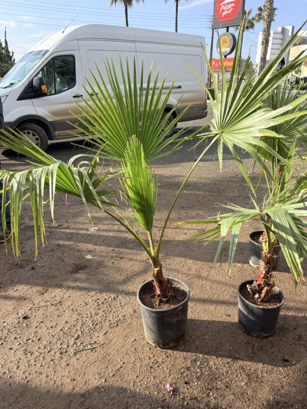 Mexican Fan Palm