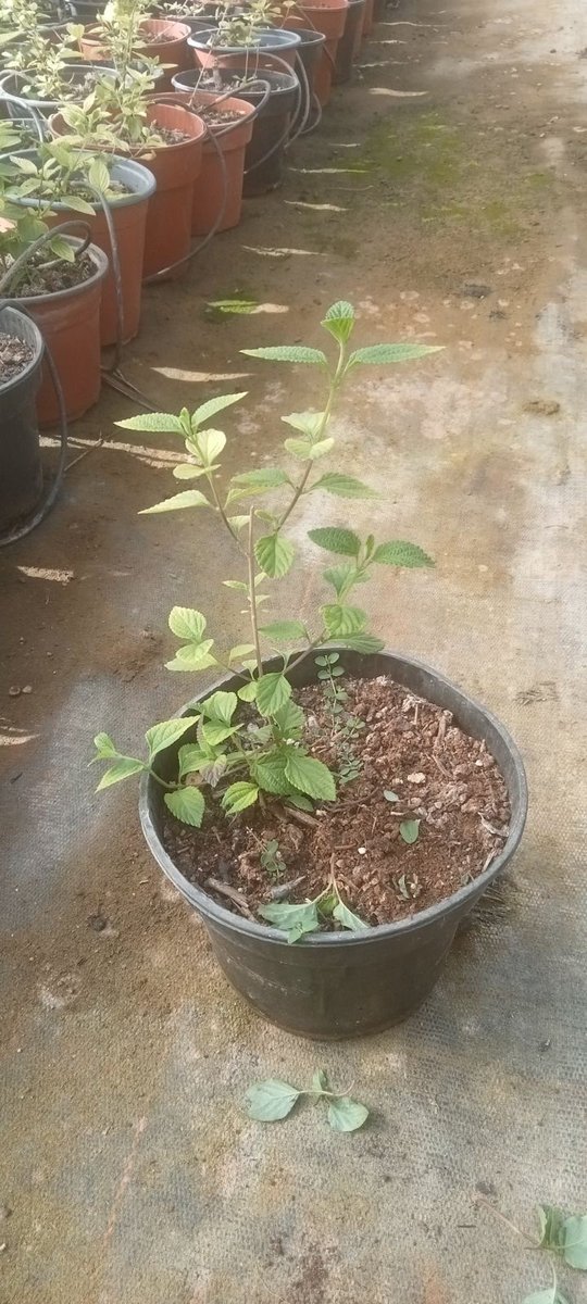 Evergreen Sub-shrubs