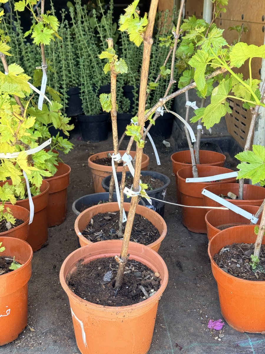Black Emerald Grapevine