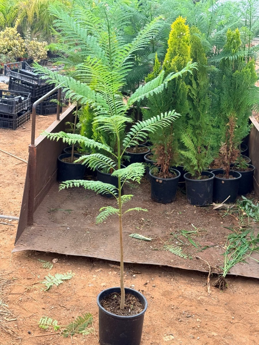 Perennial Trees