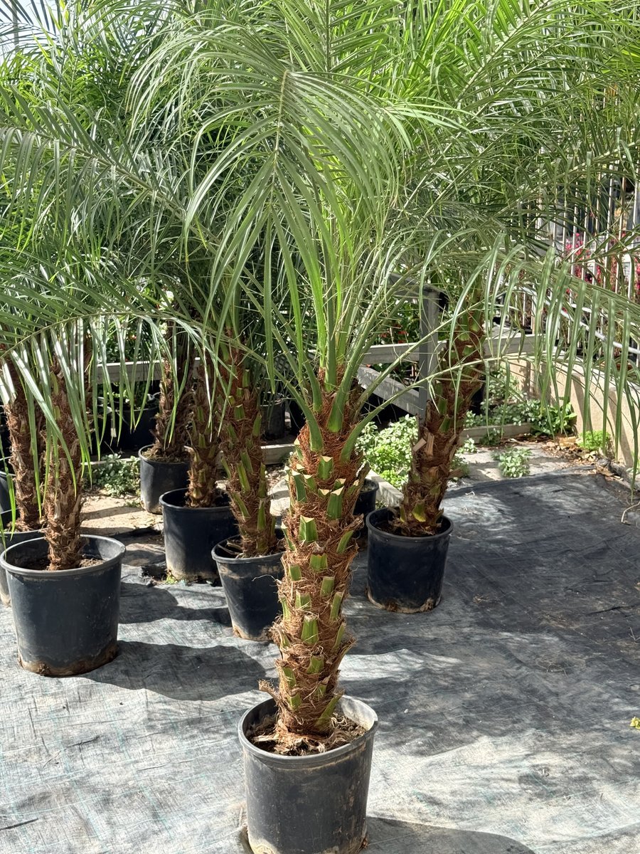 Pygmy Date Palm