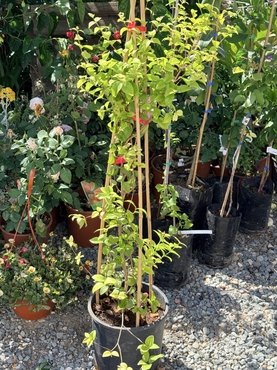Surinam Cherry