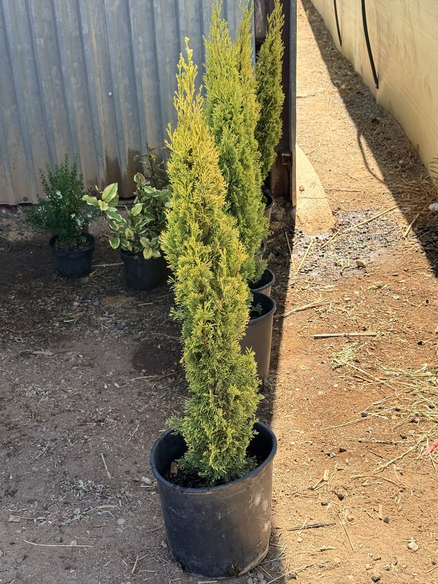 Italian cypress 'Swane's Gold'