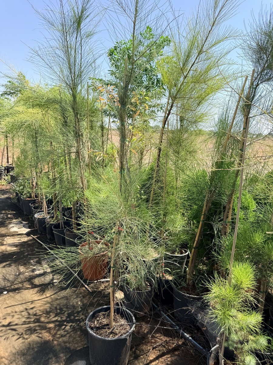 Coniferous Trees