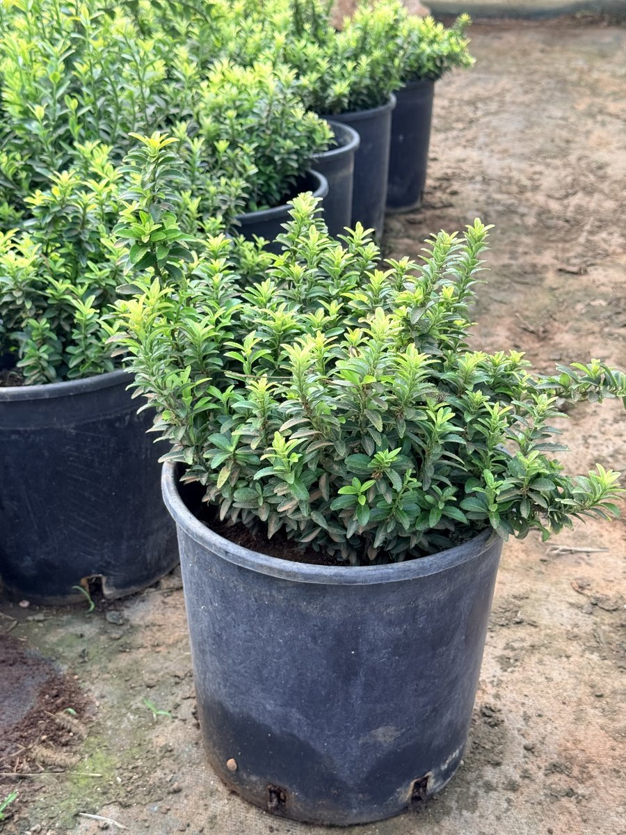 Ευωνυμό Μικρόφυλλο - Euonymus japonicus microphyllus